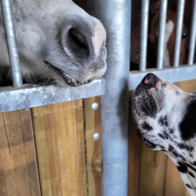 Gite Au Haras D'Agathe Et Ses Princes Les Barils Extérieur photo